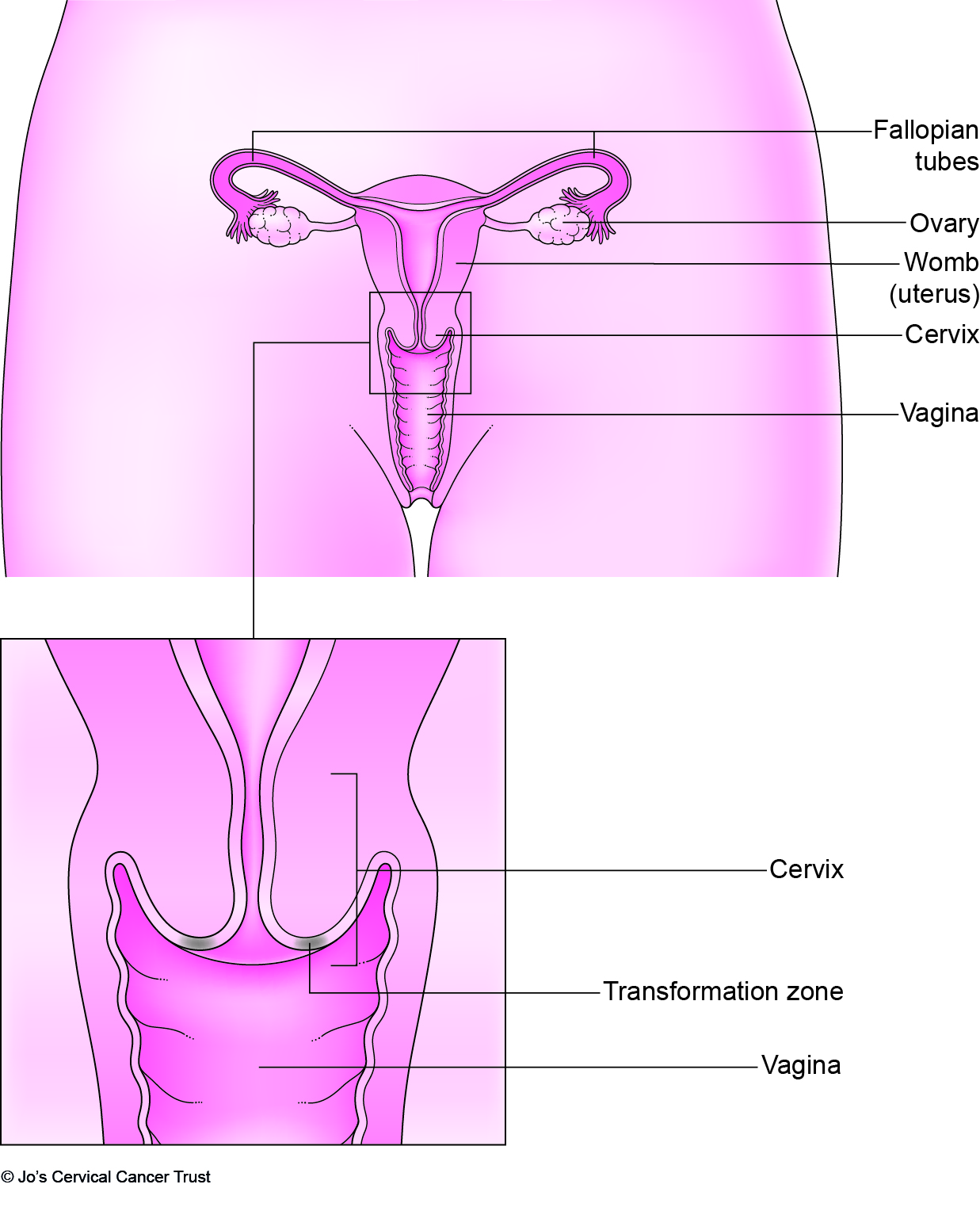 Diagram of the cervix from Jo's Trust